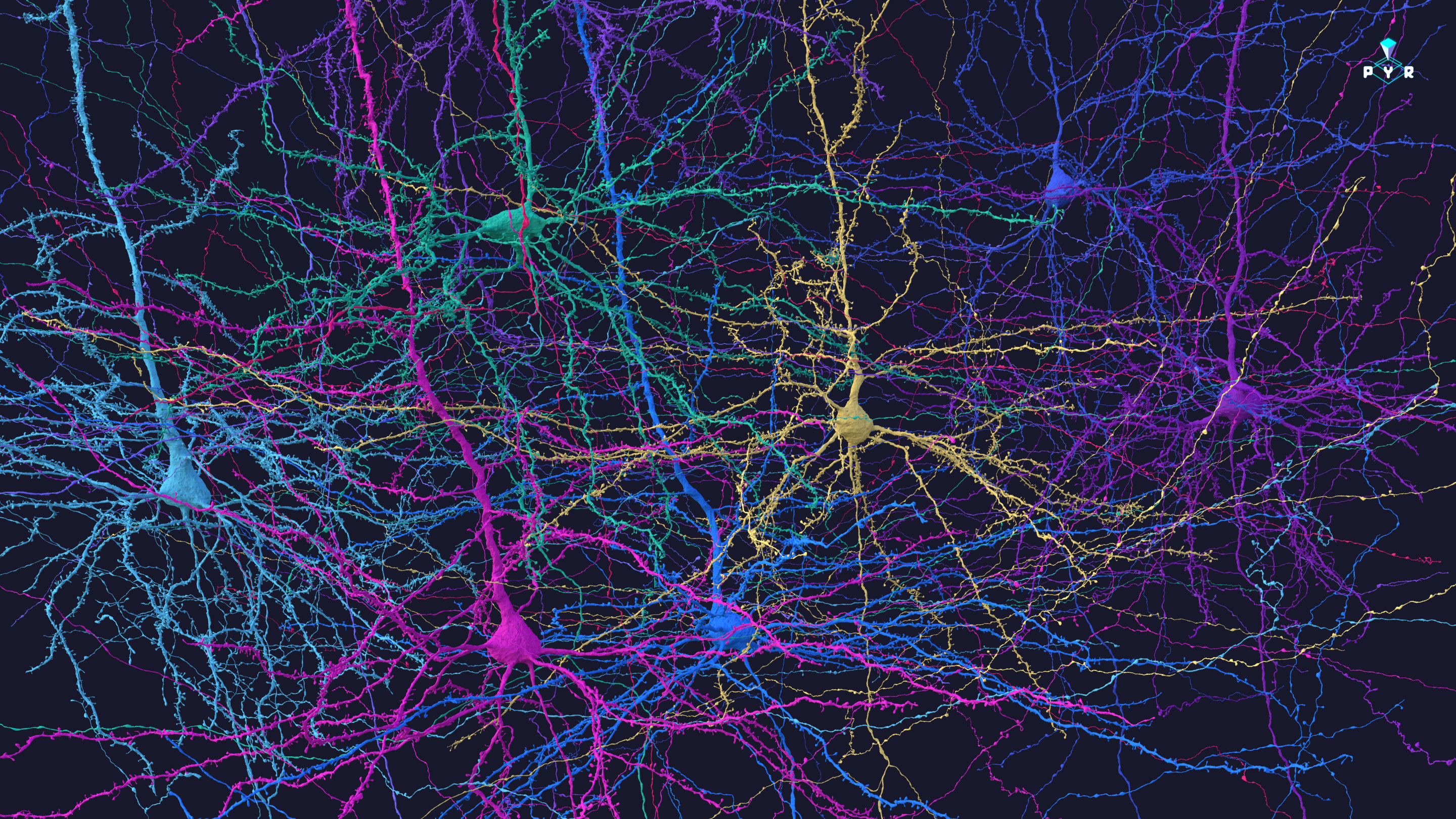 Six pyramidal neurons