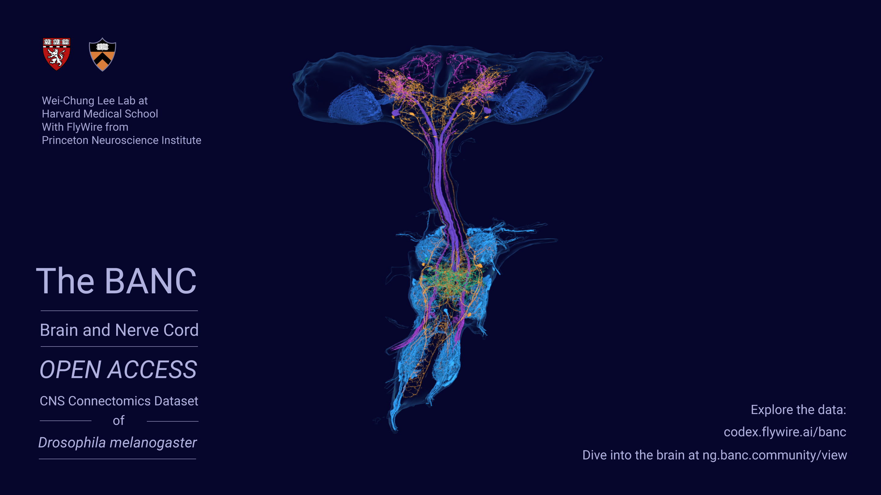 BANC poster new neurons