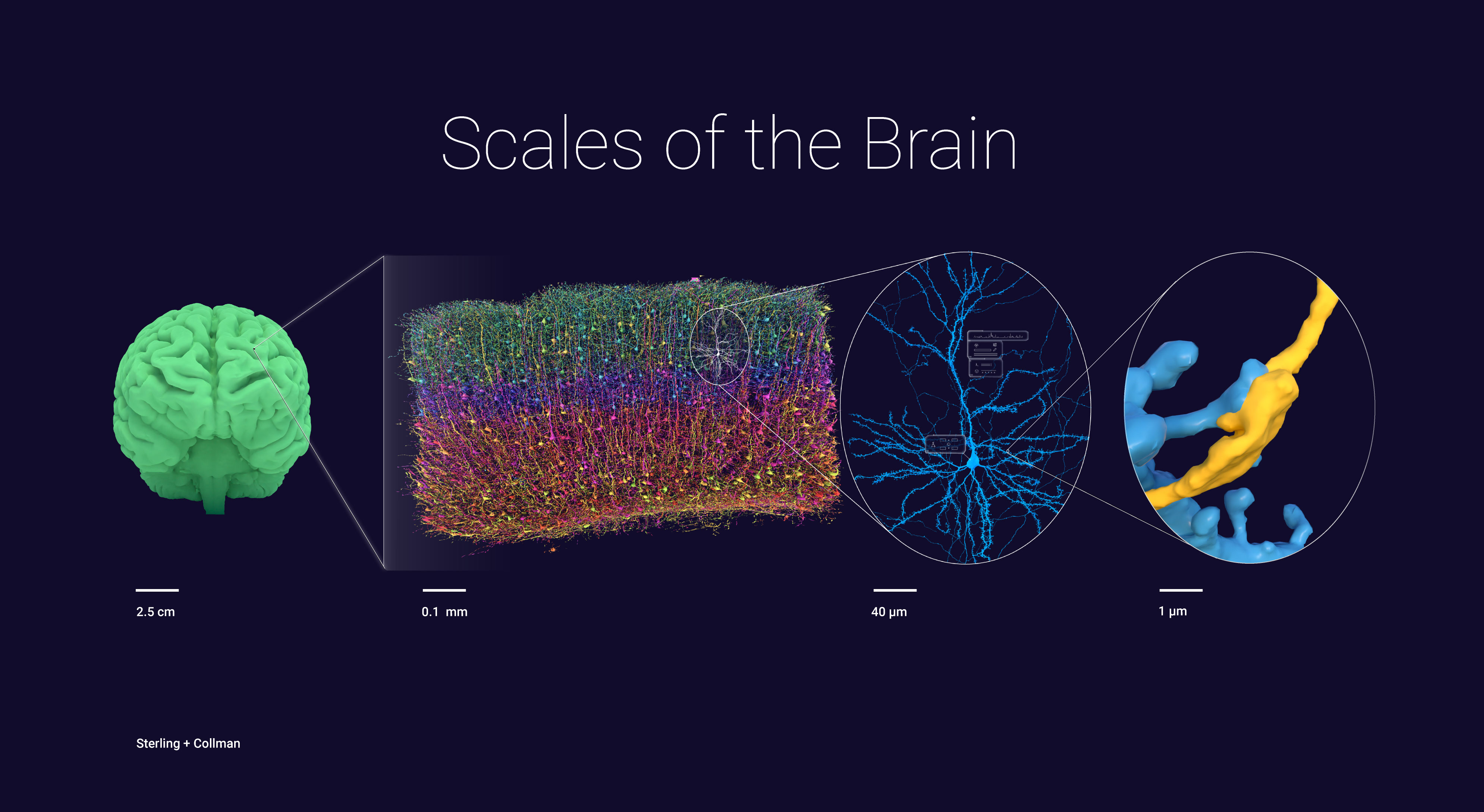 Brain to neuron scale bar graphic