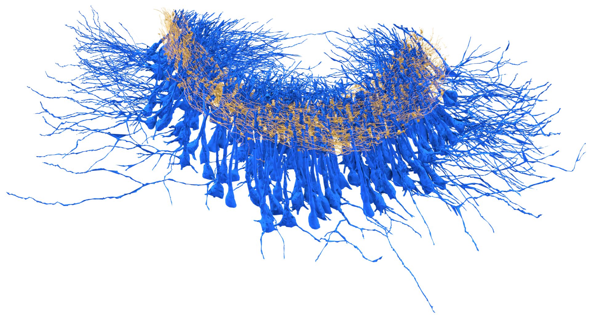 CA3 pyramidals and mossy fibers