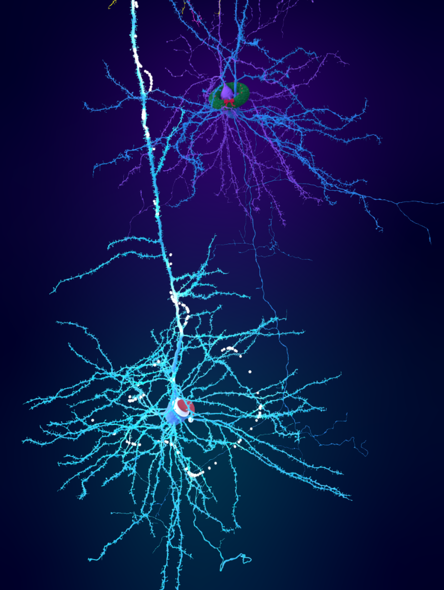 Holiday neurons