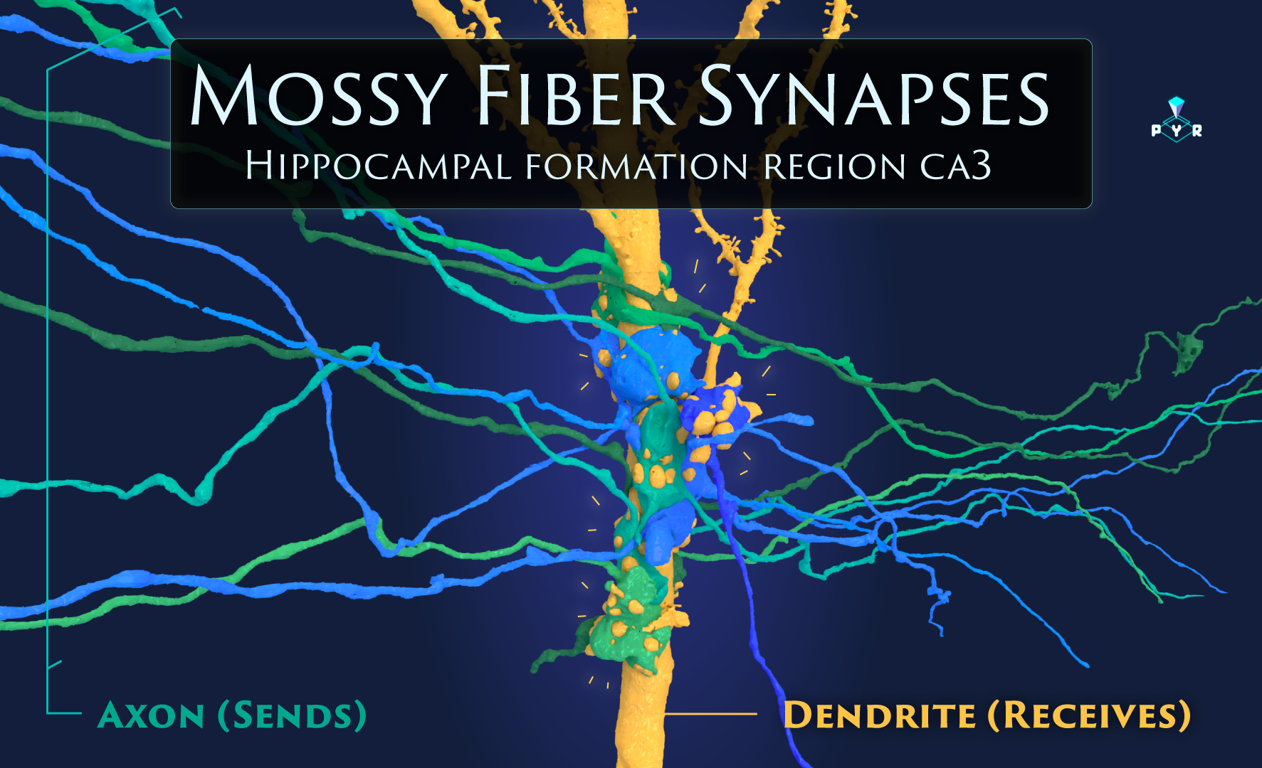 Mossy fiber with label