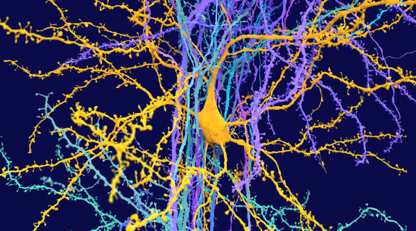 Neuroglancer tutorial final image