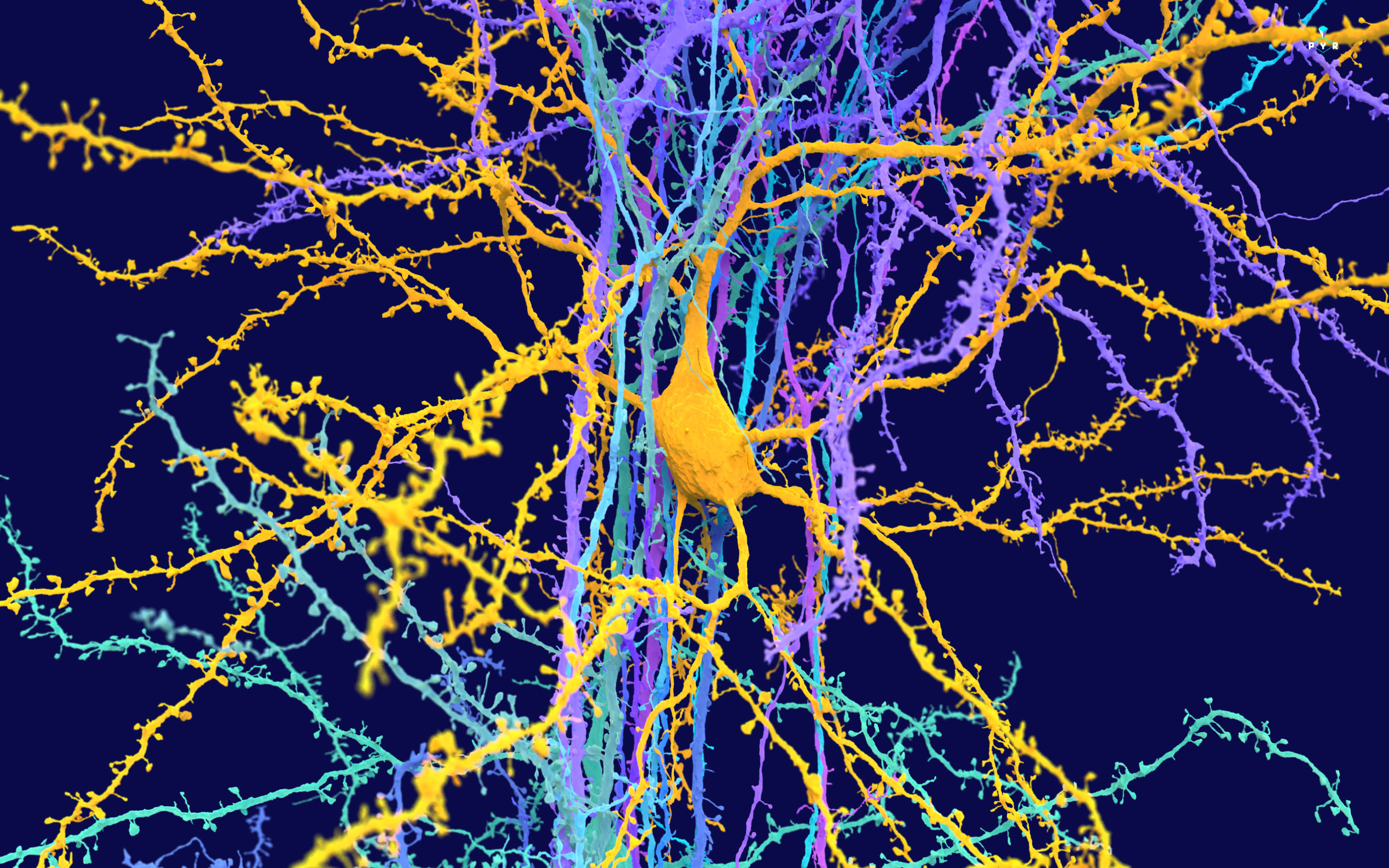 NINDS pyrplexing neurons