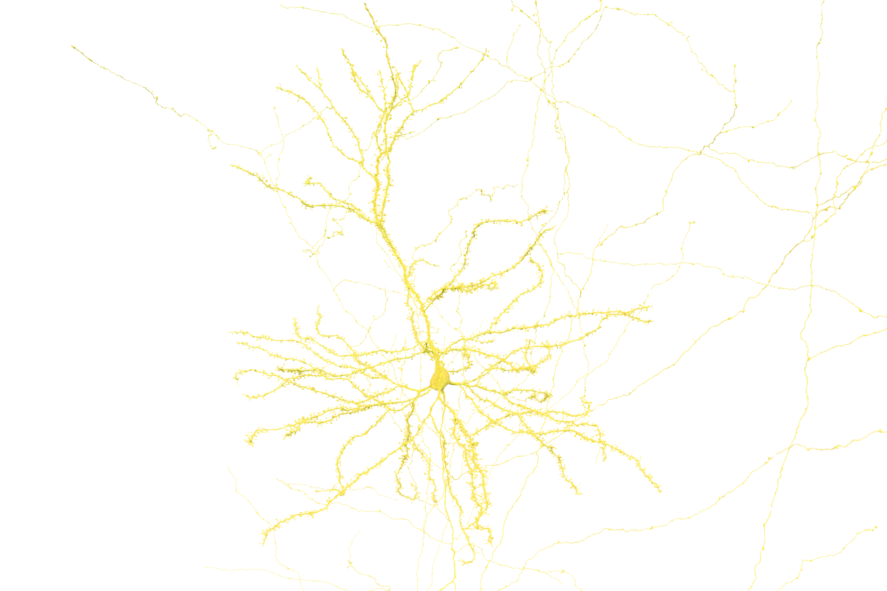 Single pyramidal neuron