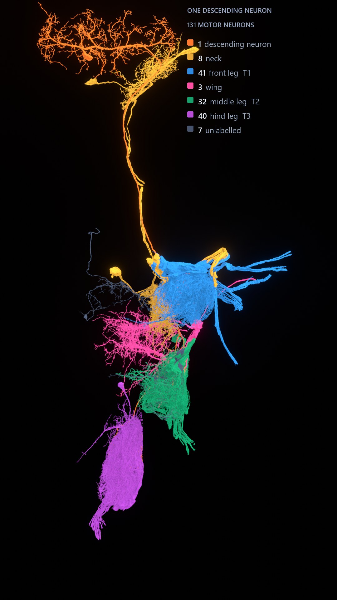 A single descending neuron in white, threading down from the brain into 131 motor neurons coloured by the body part each one serves