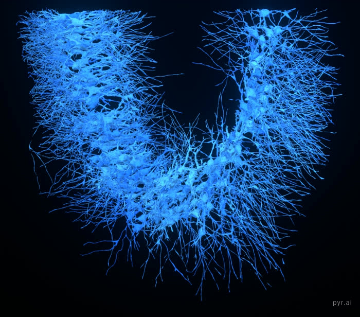 Thorny pyramidal cells rendered alone
