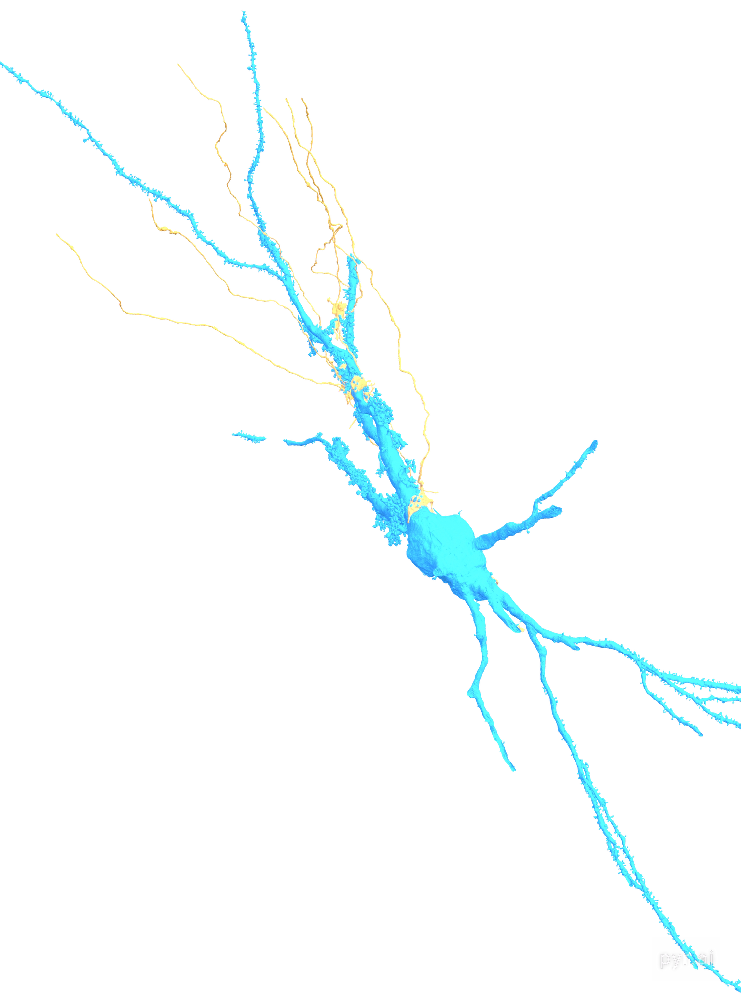 One thorny pyramidal cell in blue with the six mossy fibers that contact it in gold
