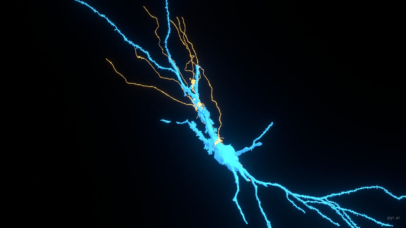 A single thorny pyramidal cell with six mossy fibers, in widescreen