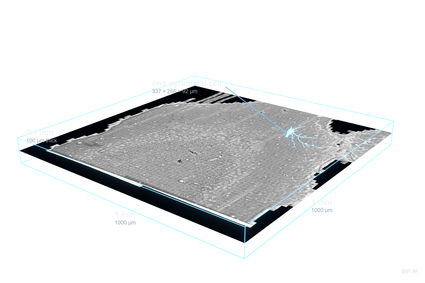 Wireframe diagram of the reconstructed tissue block with one pyramidal cell inside it for scale
