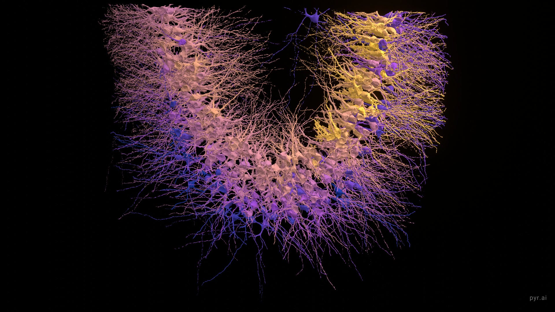 304 CA3 pyramidal cells arranged along the curve of the cell layer, coloured from deep blue through violet to gold by how many mossy fiber inputs each one receives