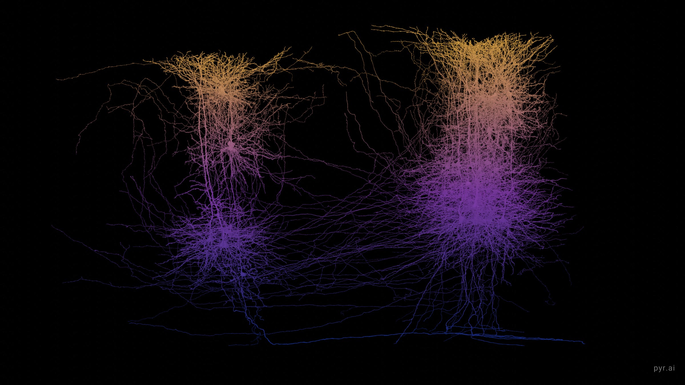 Proofread neurons from the MICrONS mouse visual cortex volume, coloured by depth below the pia, gold at the surface through violet to deep blue