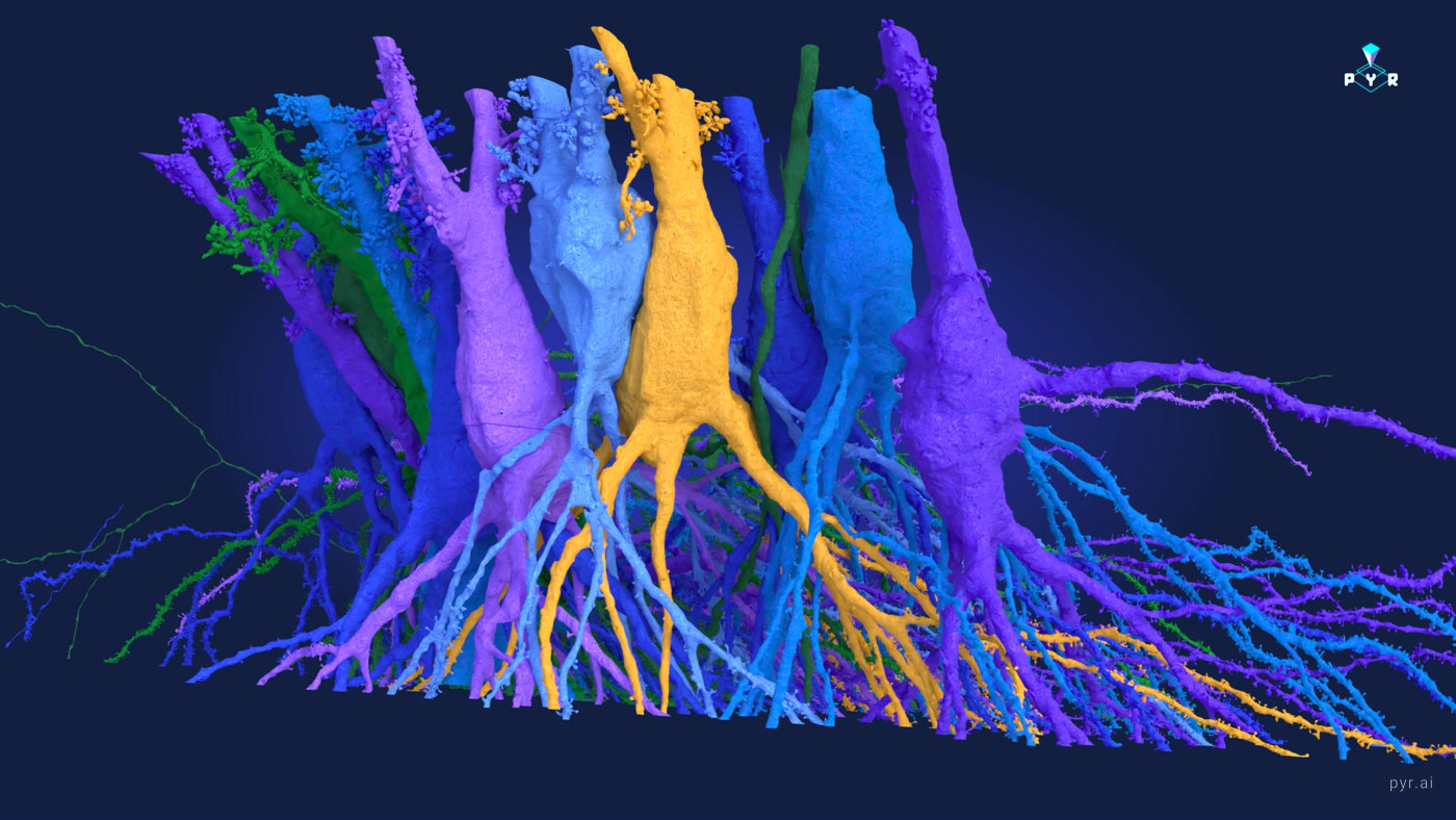 A row of CA3 pyramidal cell bodies, each in a different colour
