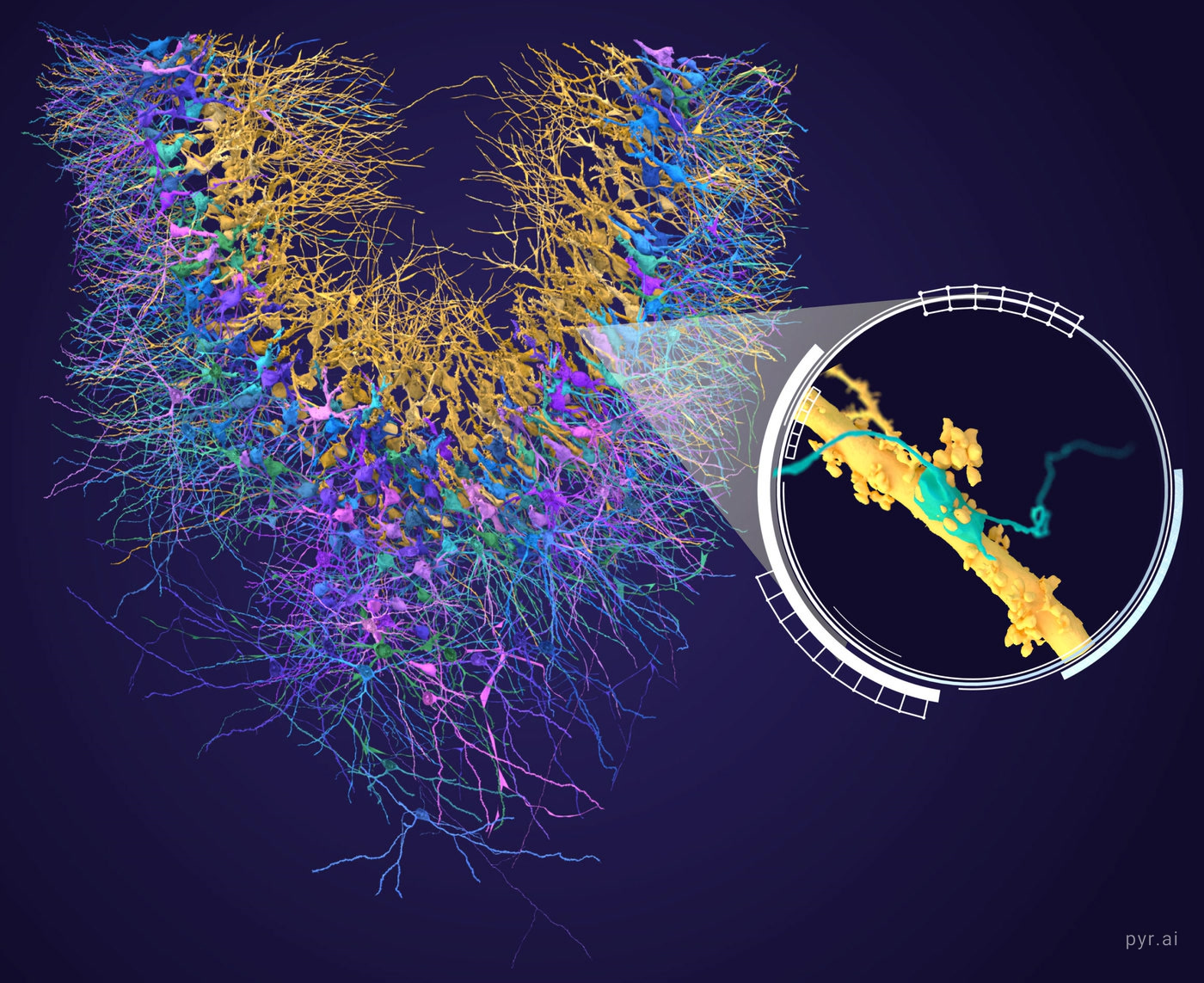 The CA3 population as a broad V shaped band with a circular inset on one mossy fiber bouton