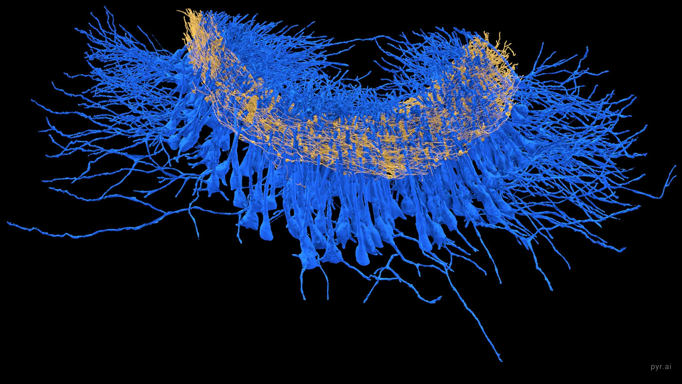 Pyramidal cell bodies in blue with mossy fibers threading through in gold