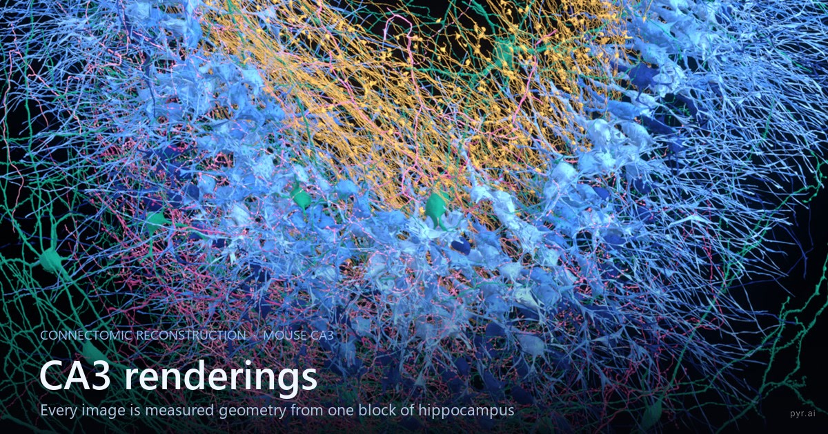 Rendered cells from the mouse hippocampal CA3 connectome