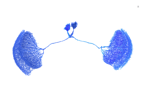With honours, badged with a render of the CT1 neuron pair,
                    one cell per optic lobe