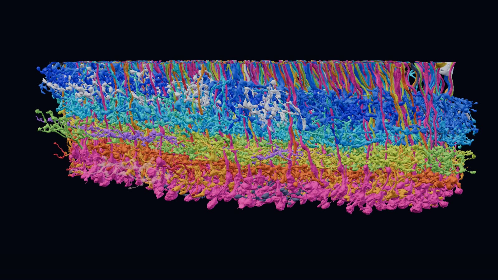 The same 981 bipolar cells seen from the side, coloured by type