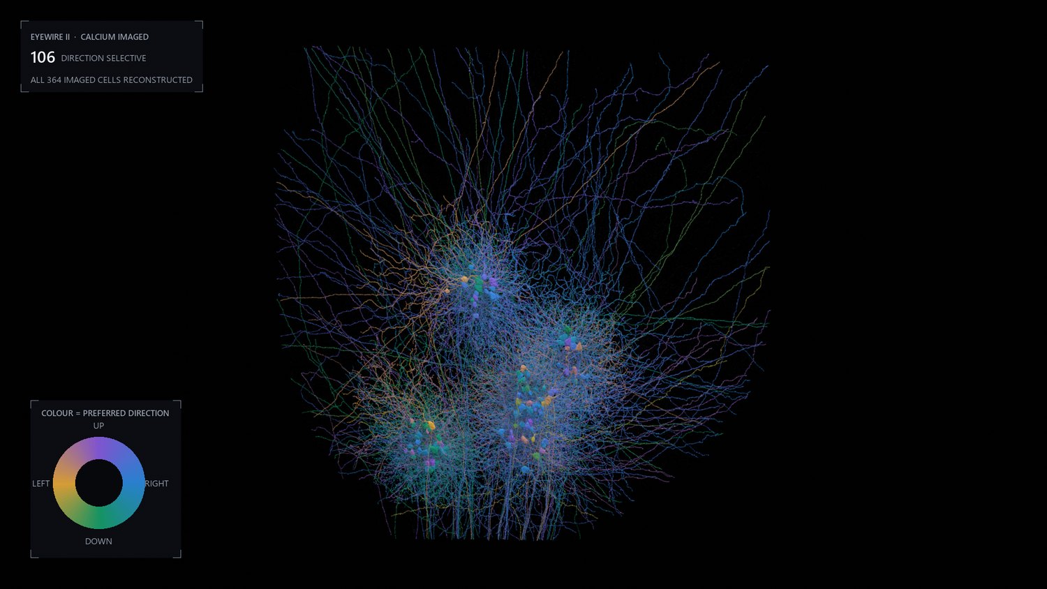 Only the direction selective cells remain lit, coloured by preferred direction