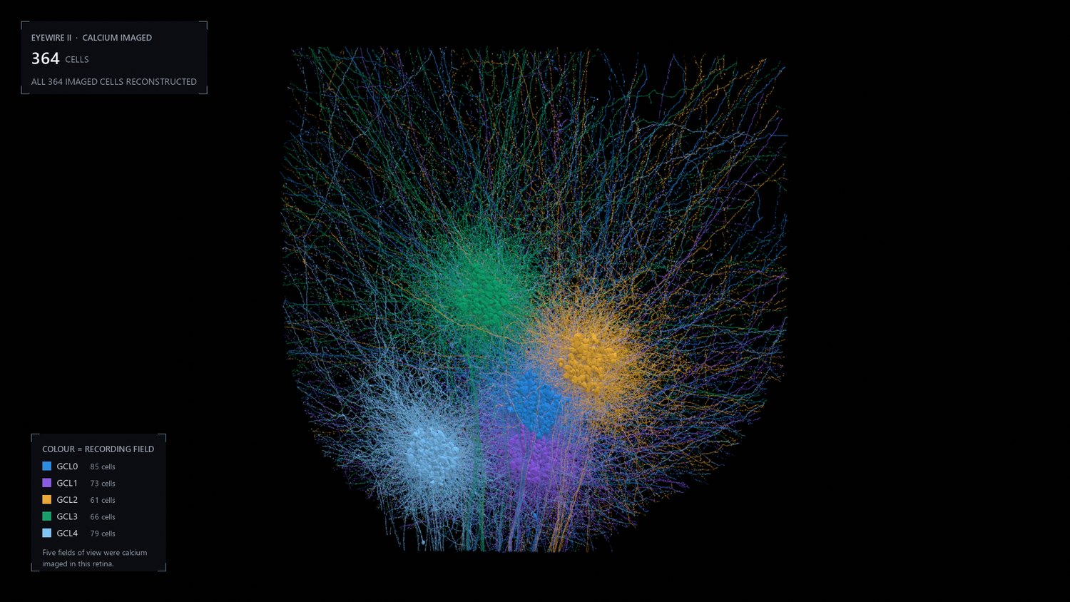 The same cells coloured by which of five recording fields they came from, appearing as five separate clusters