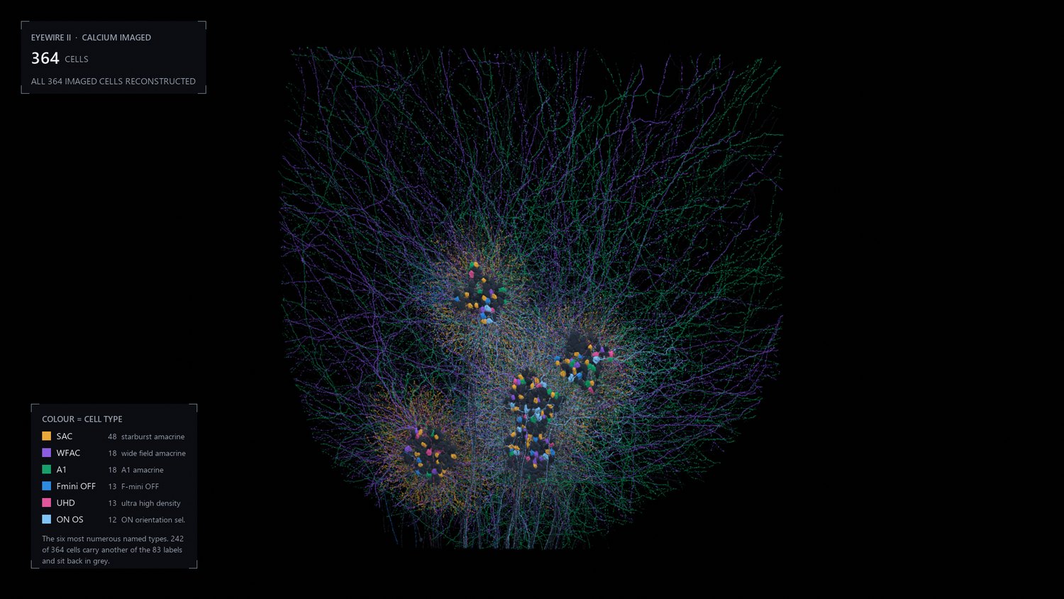 The same cells recoloured by anatomical cell type