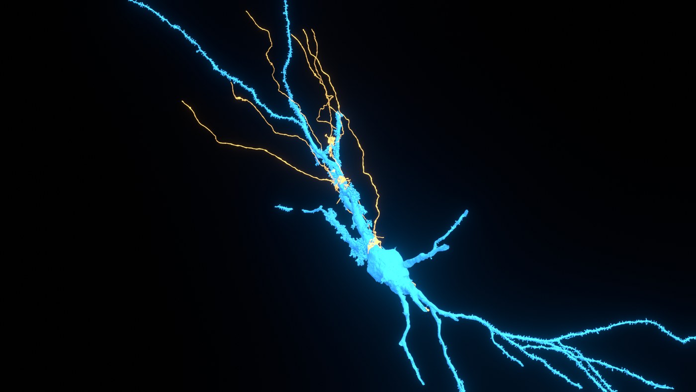 A CA3 pyramidal cell with the six mossy fibers that reach it
