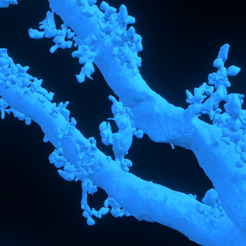 A mossy fiber terminal wrapped around a thorny excrescence
