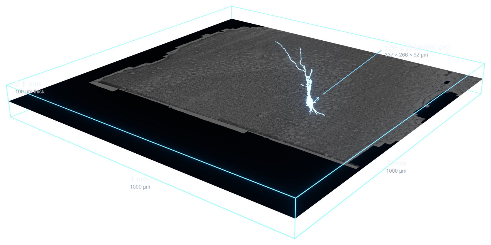Wireframe diagram of the imaged tissue block with one cell inside for scale
